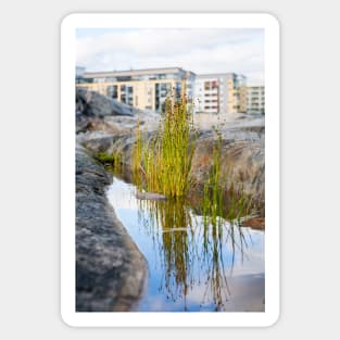 Lakeshore Bulrush Sticker